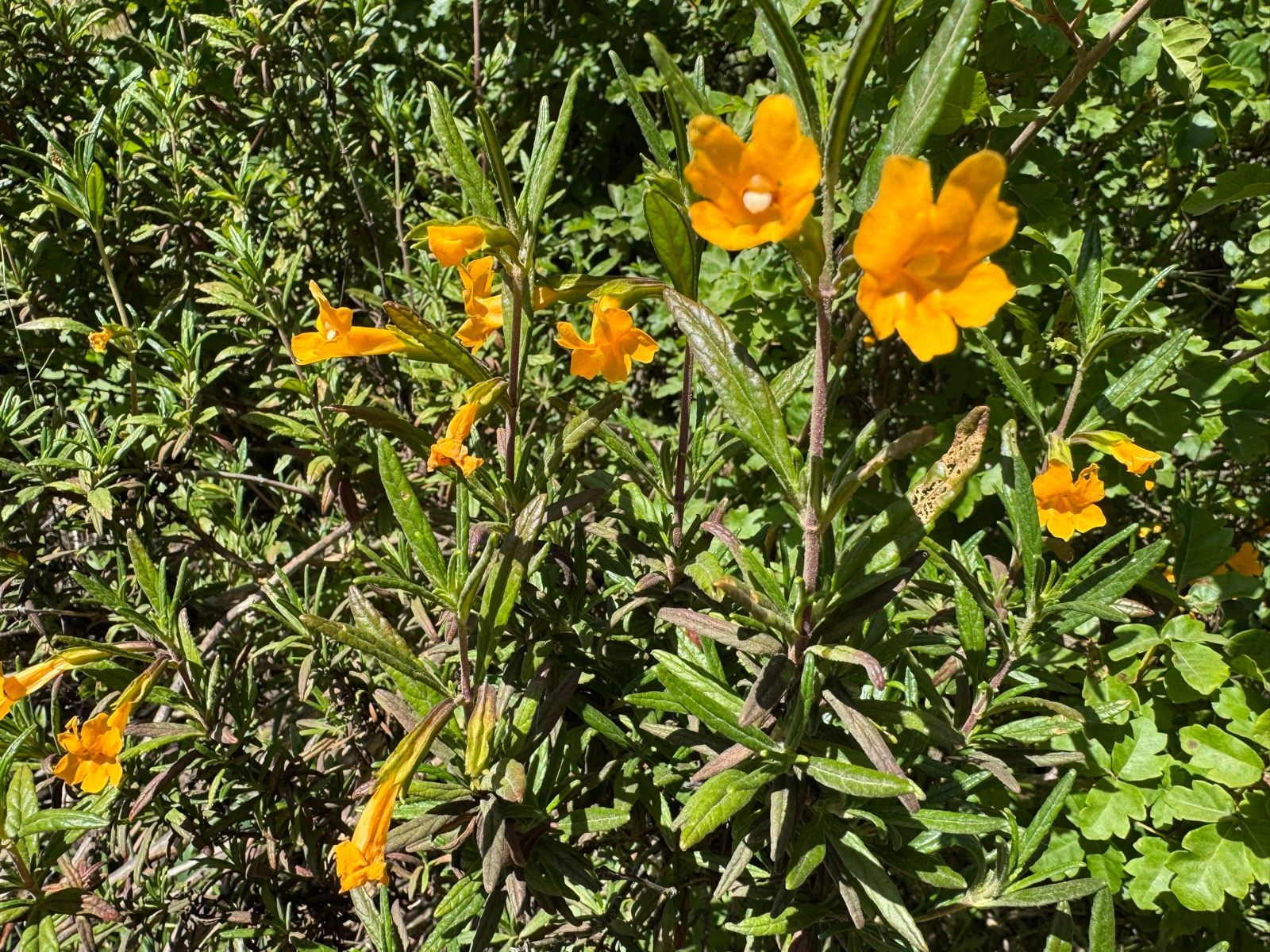Afternoon Walk