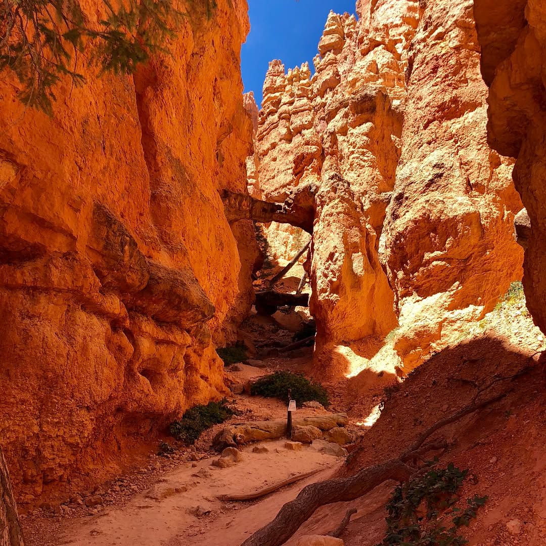 Bryce Canyon is amazing! All the actual canyon rock formations pics are in the SLR, oops.