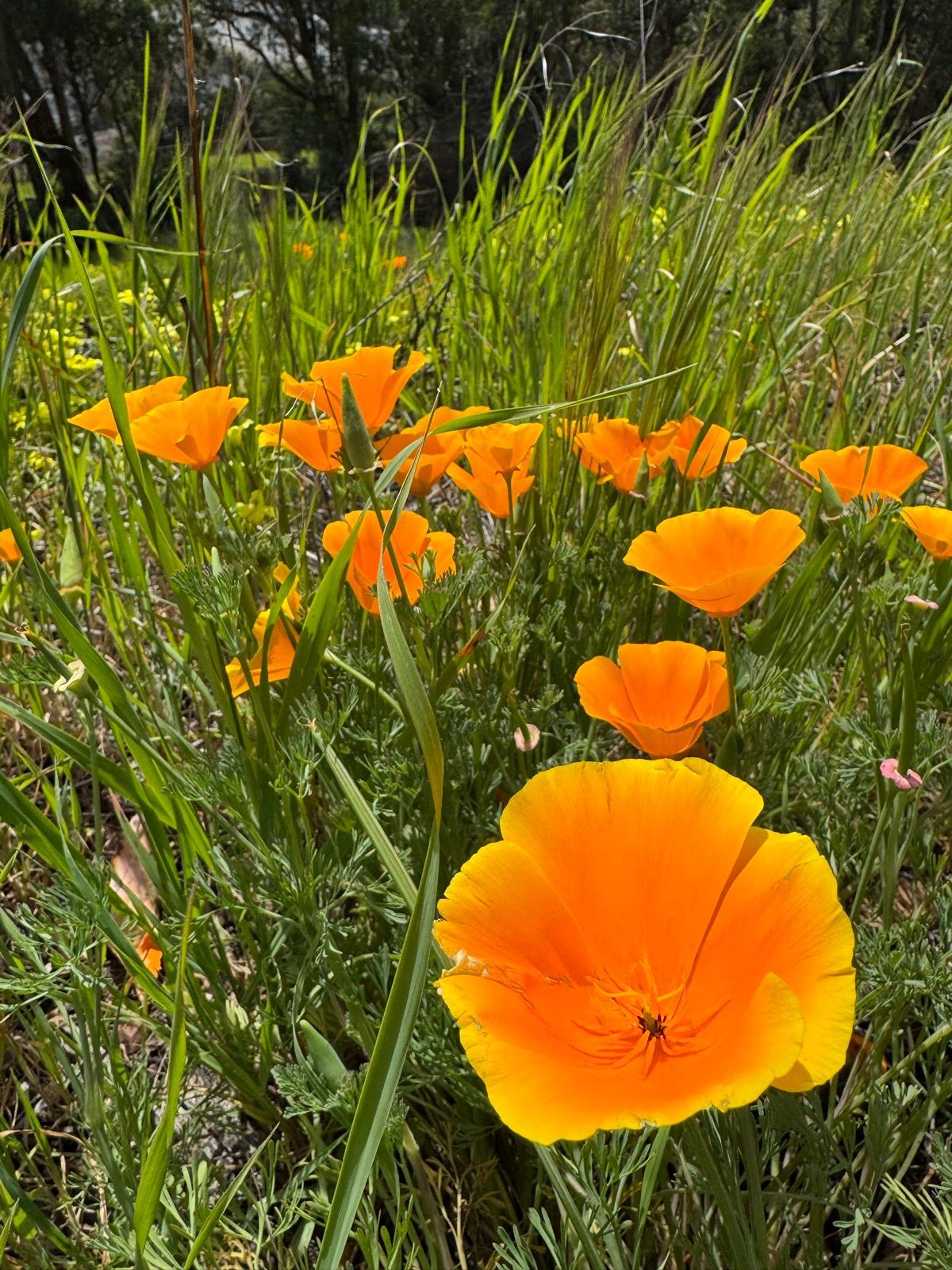 Afternoon Walk