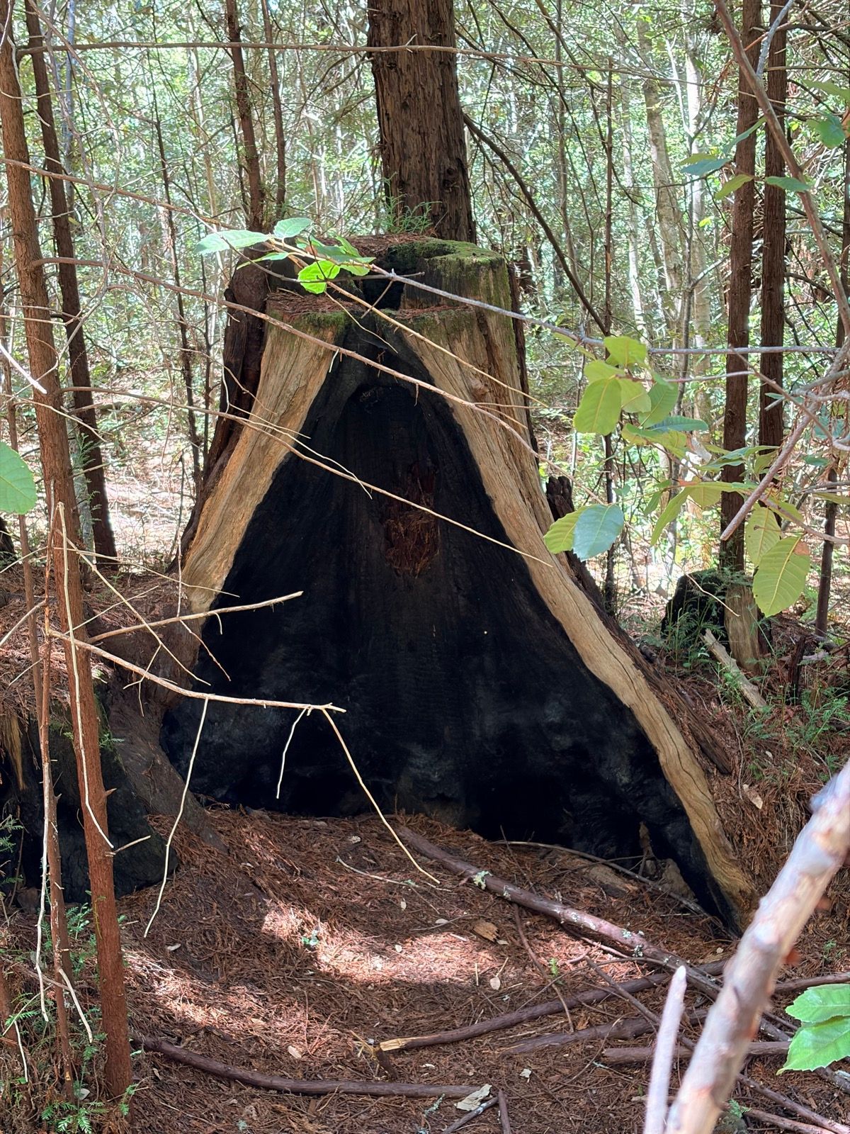 Grabtown Gulch to Purisima Creek