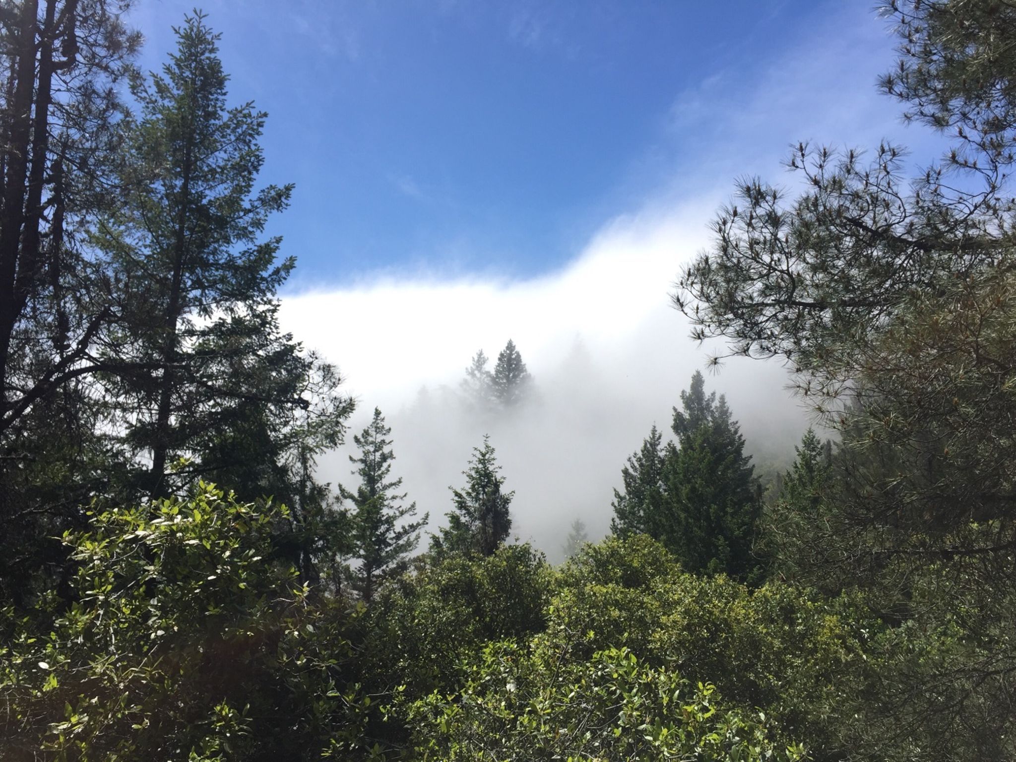 Mt St Helena