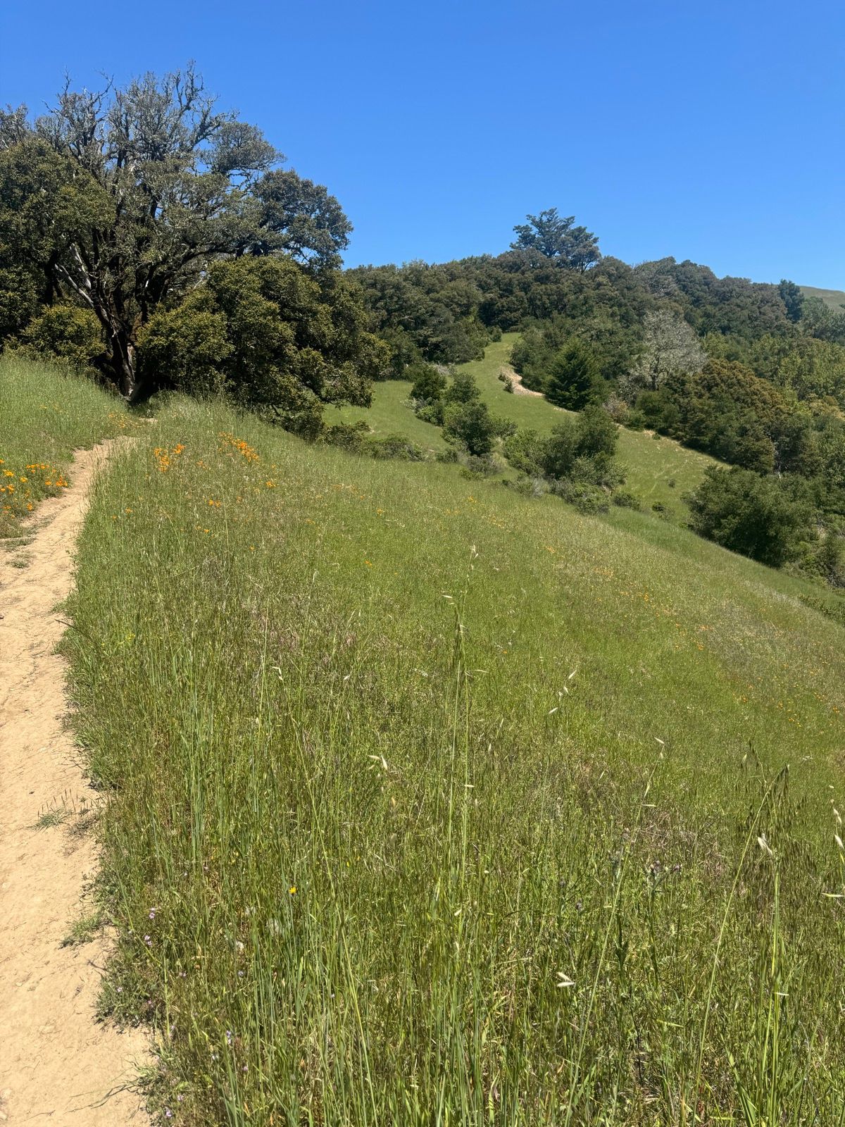Lunch Walk