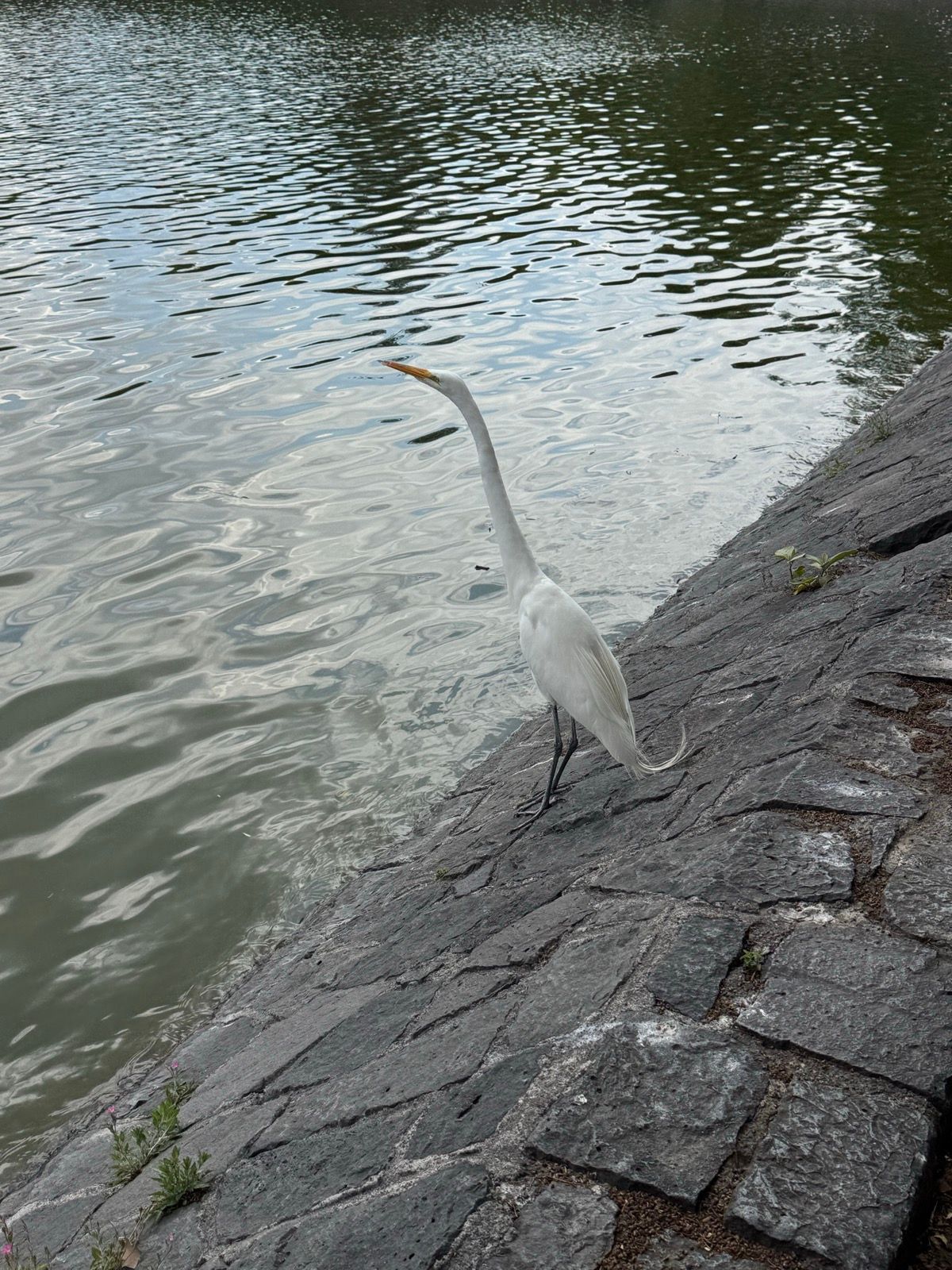 Morning Walk