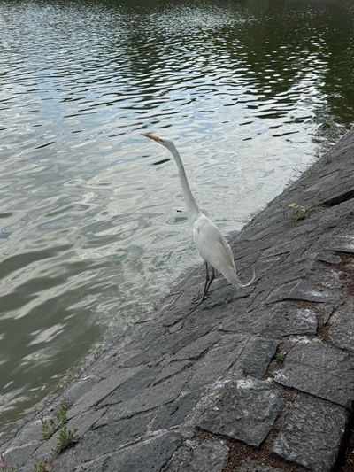 Morning Walk
