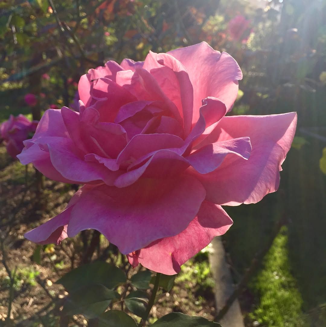Never stopped at the rose garden between the Conservatory and Stowe off JFK before, it is gorgeous!