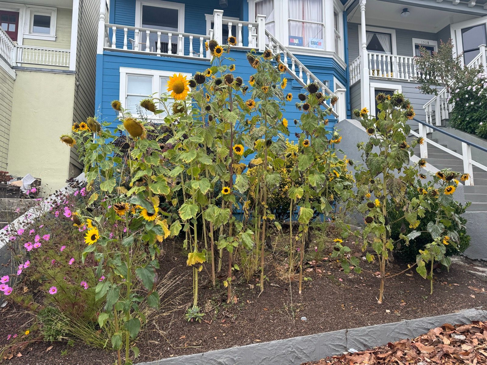 🌻🌻🌻🌻🌻🌻
