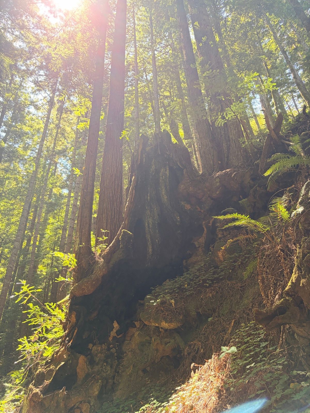 Grabtown Gulch to Purisima Creek