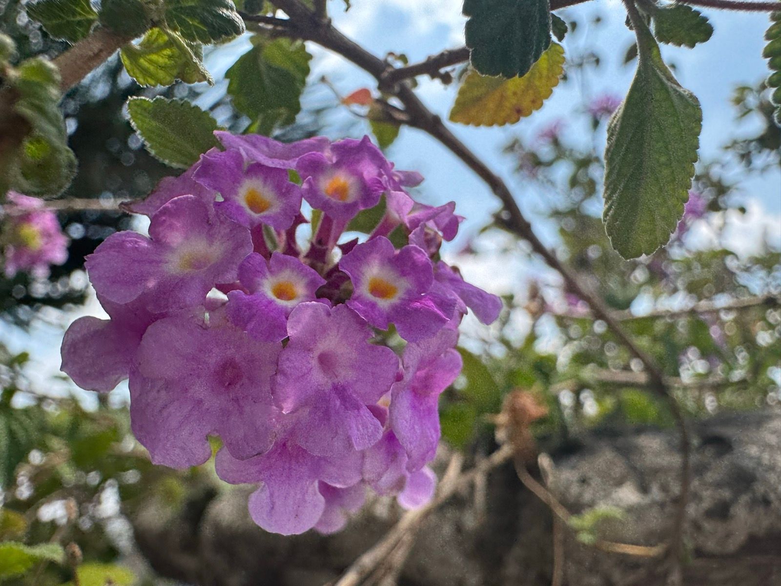 Morning Walk