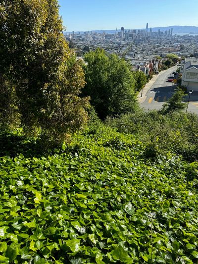 Morning Walk