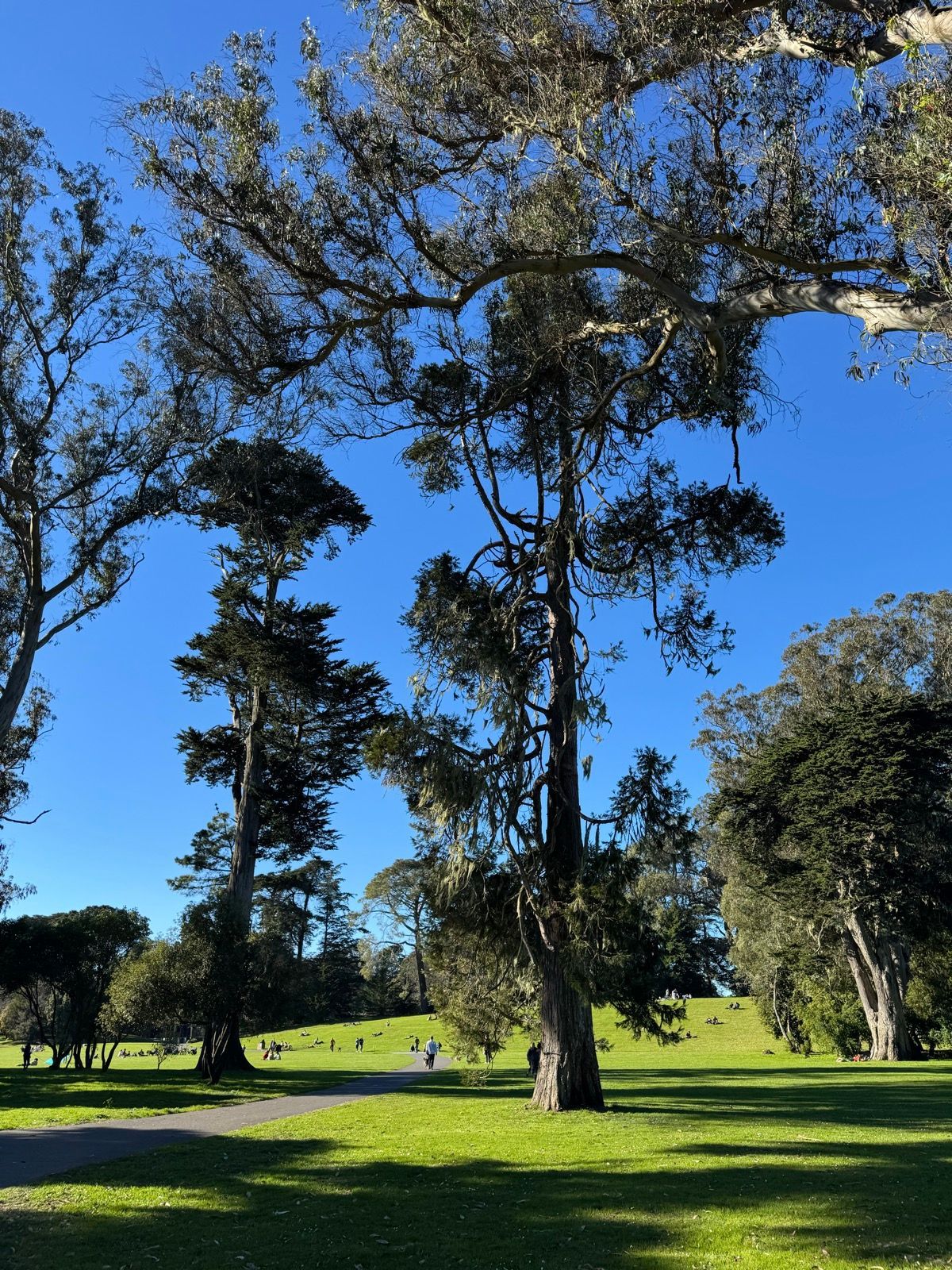 Afternoon Walk