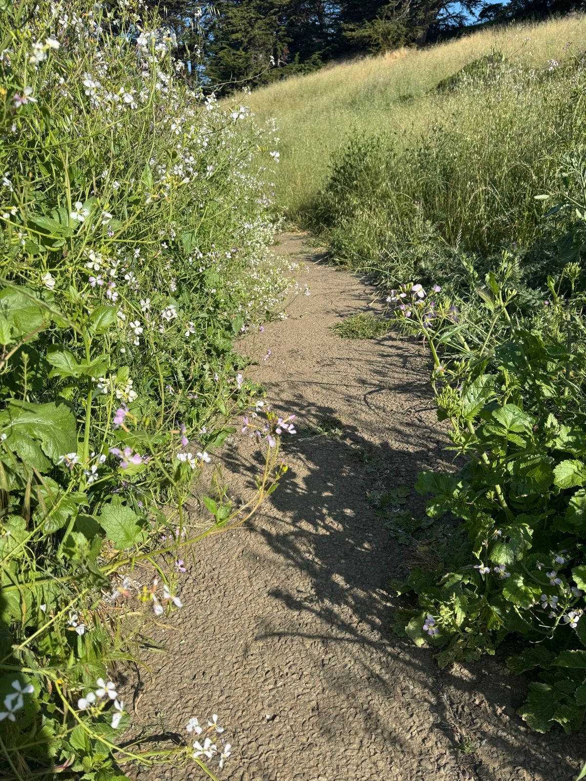 Morning Walk