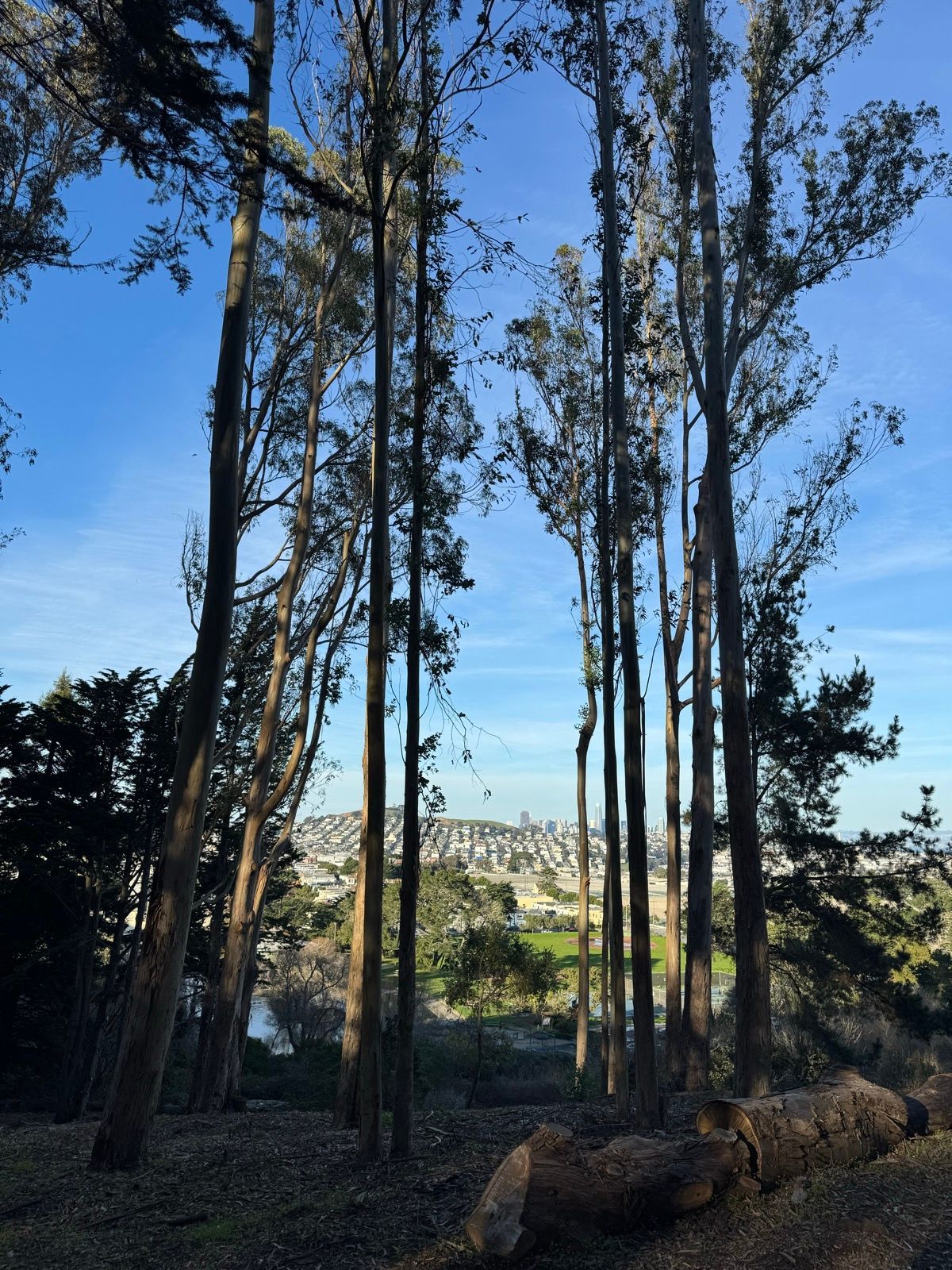 Afternoon Walk
