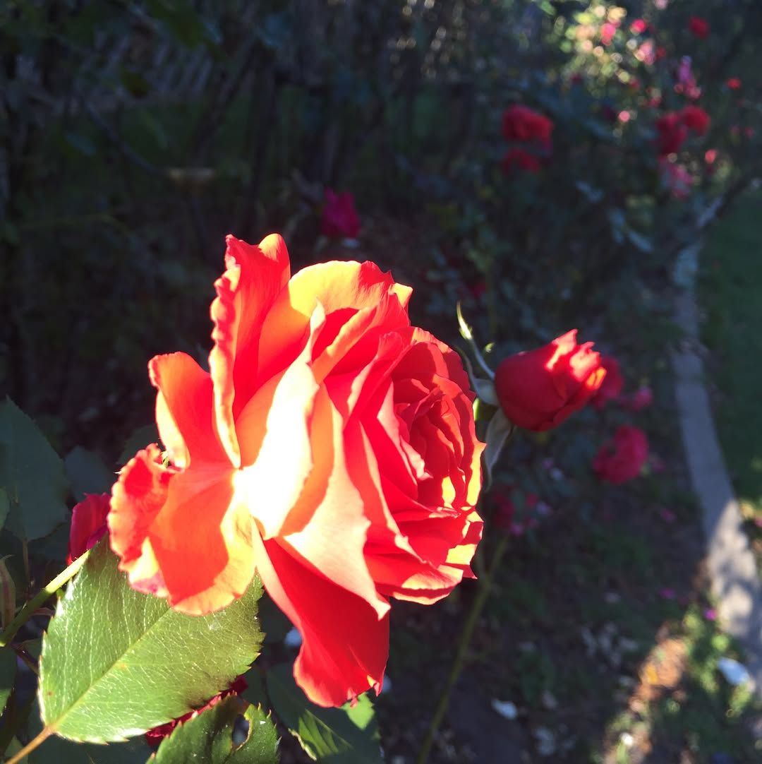 Never stopped at the rose garden between the Conservatory and Stowe off JFK before, it is gorgeous!