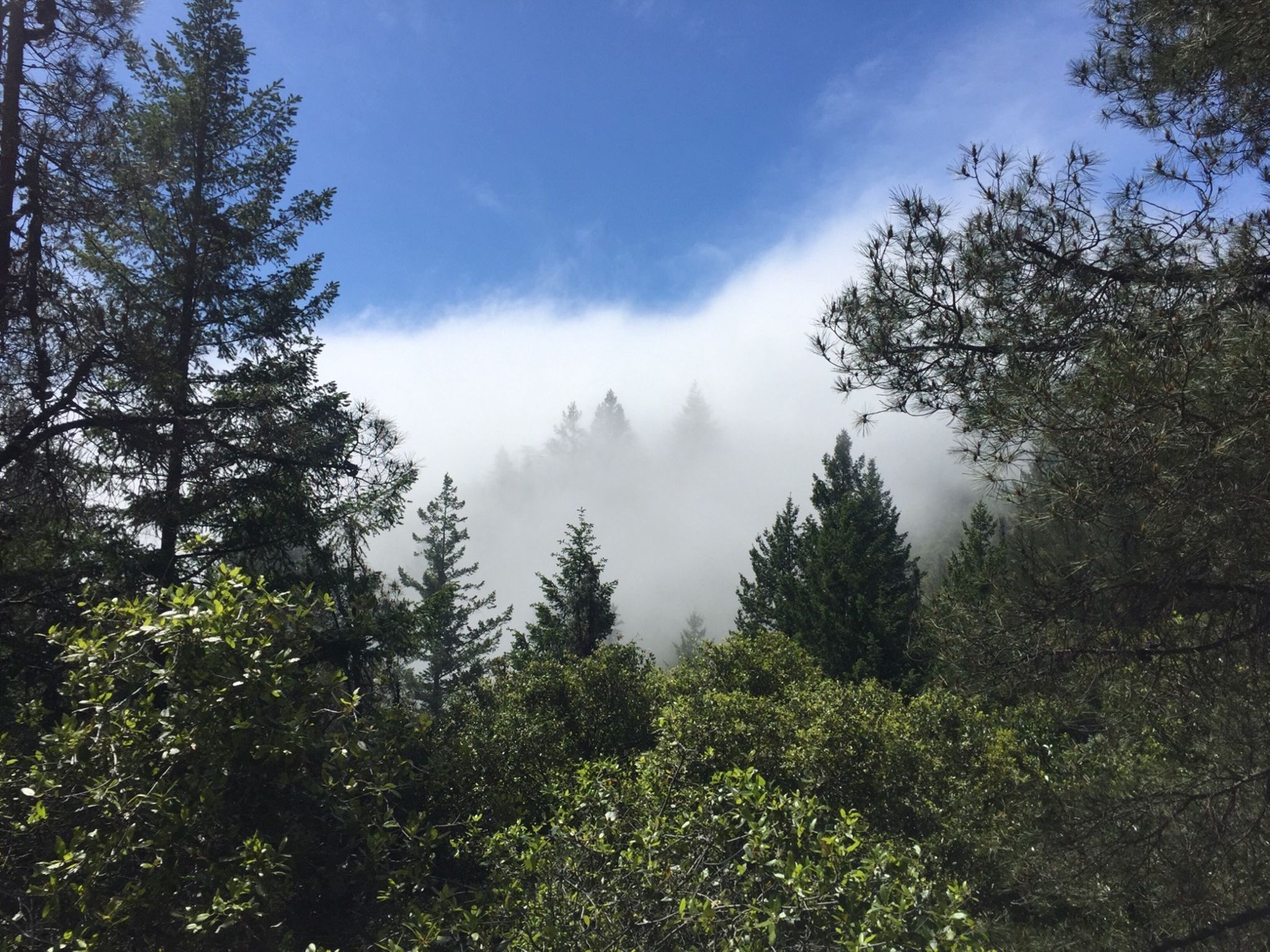 Mt St Helena