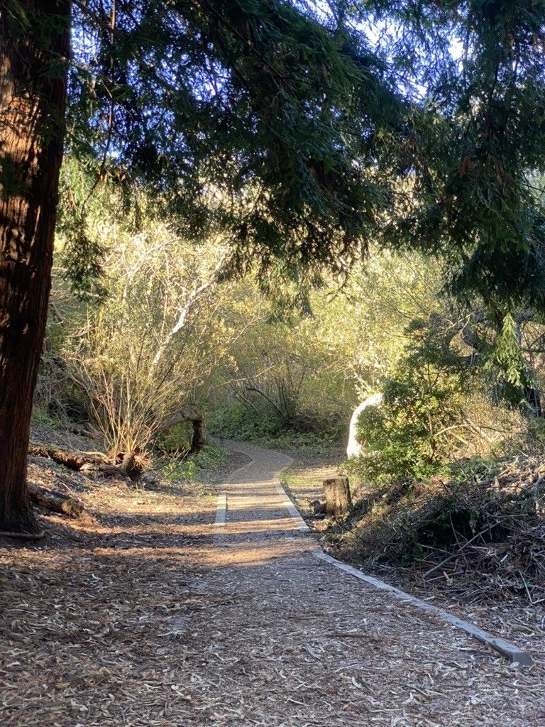 photo of a a quiet single track through the woods in Glen Canyon
