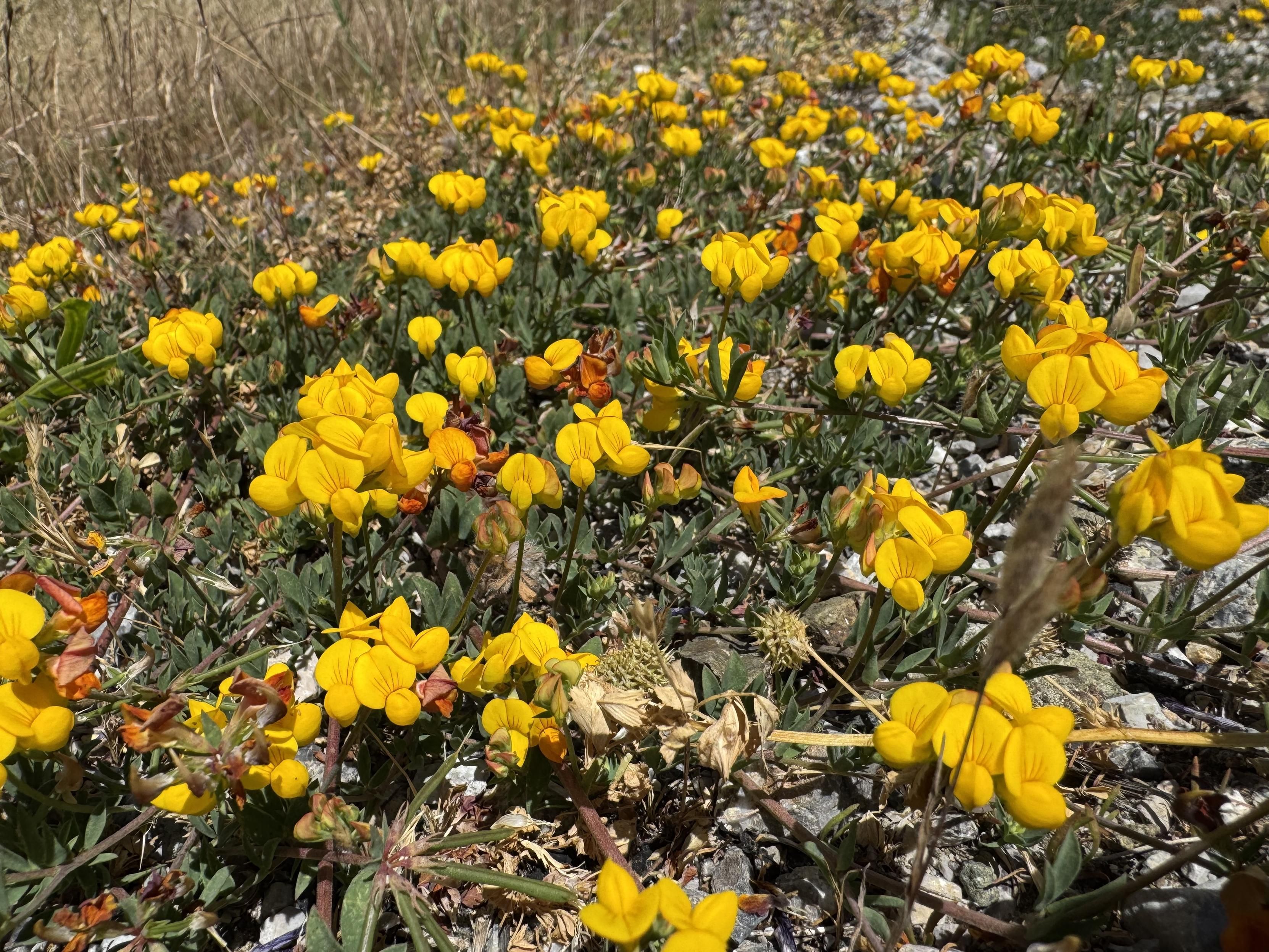 a ground covering greenery with tiny yellow flowers