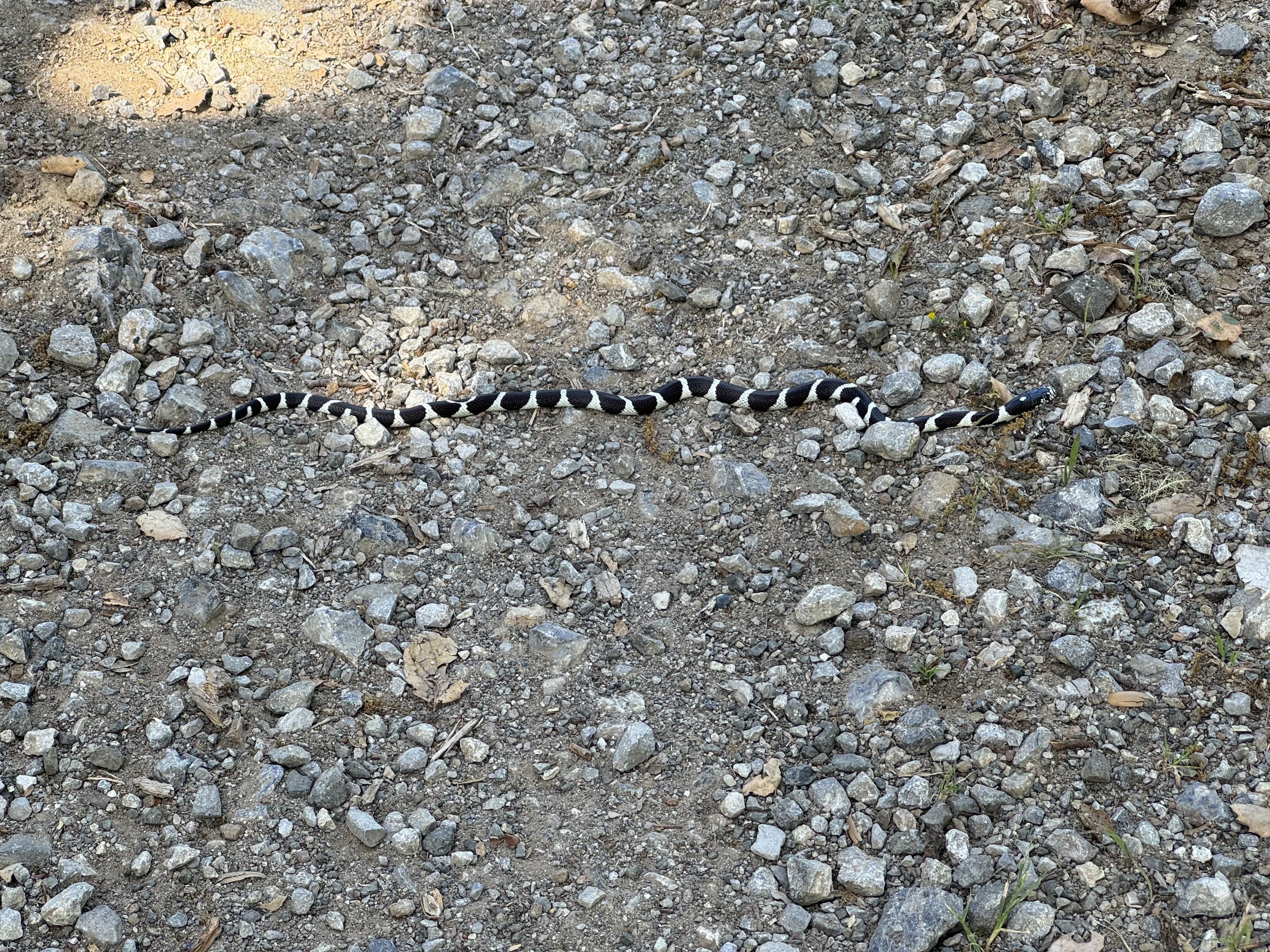 a black snake about two feet long with white rings and a white belly crosses left to right on a gravel path