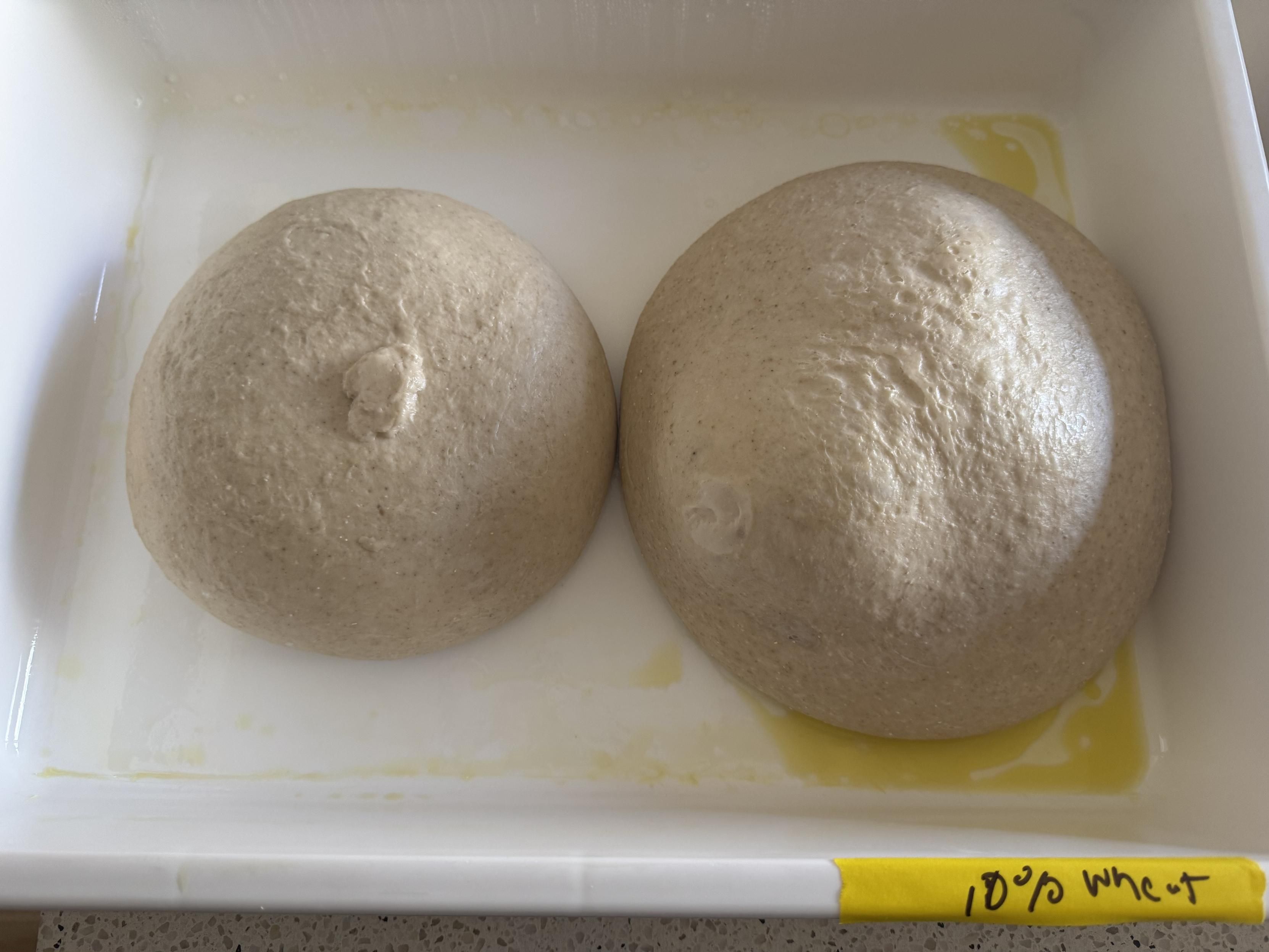 two balls of pizza dough in a plastic tub with a little olive oil. the left dough ball is marked with a tiny pinch on the top which I then figured might get lost in fermentation, so I also wrote “10% whole wheat” on some yellow masking tape and put that next to the right dough ball, which, because it has whole wheat, is noticeably larger than the left.