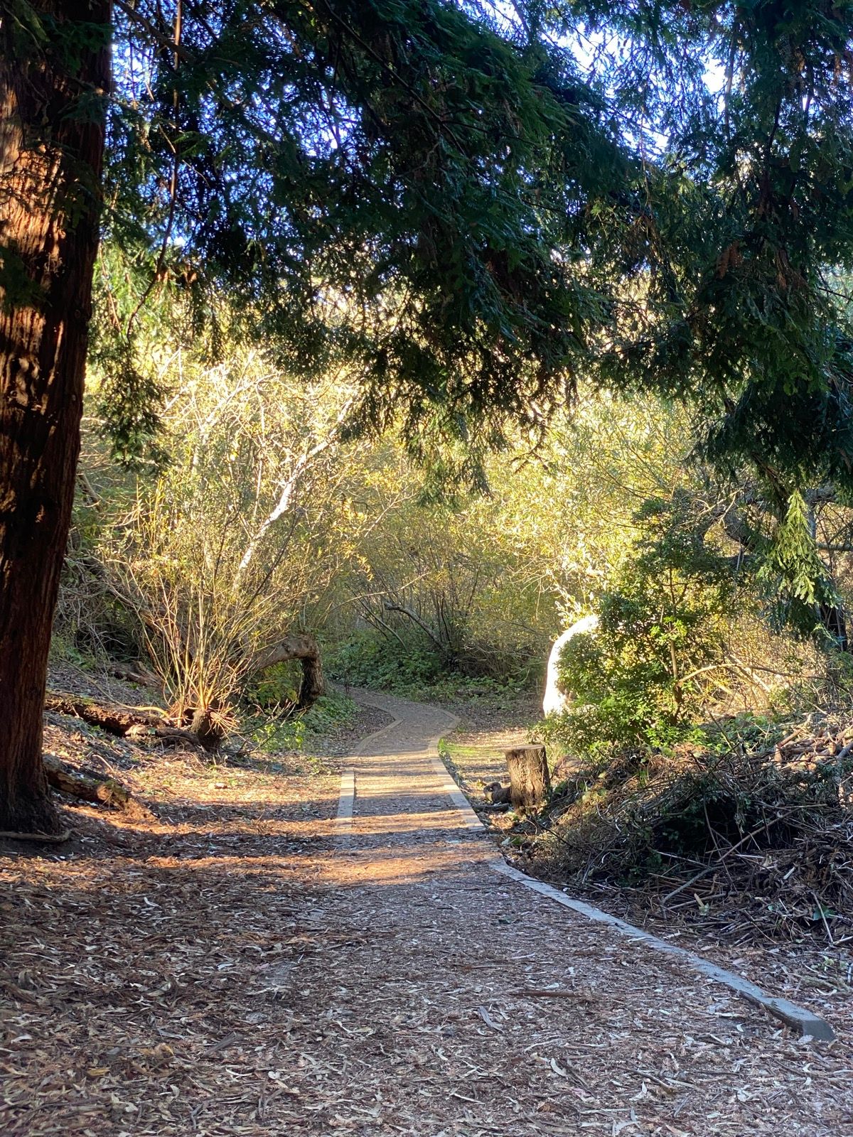 Afternoon Walk