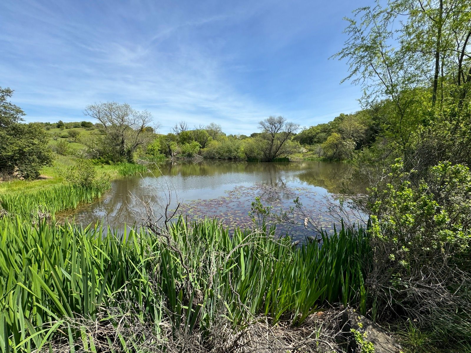 Afternoon Walk