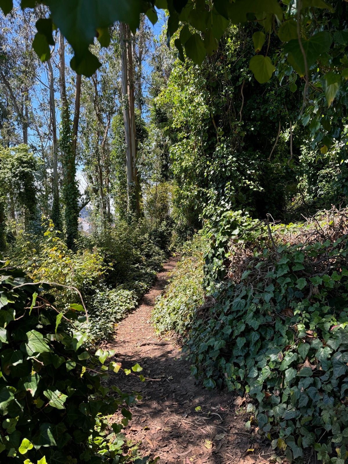 midtown terrace