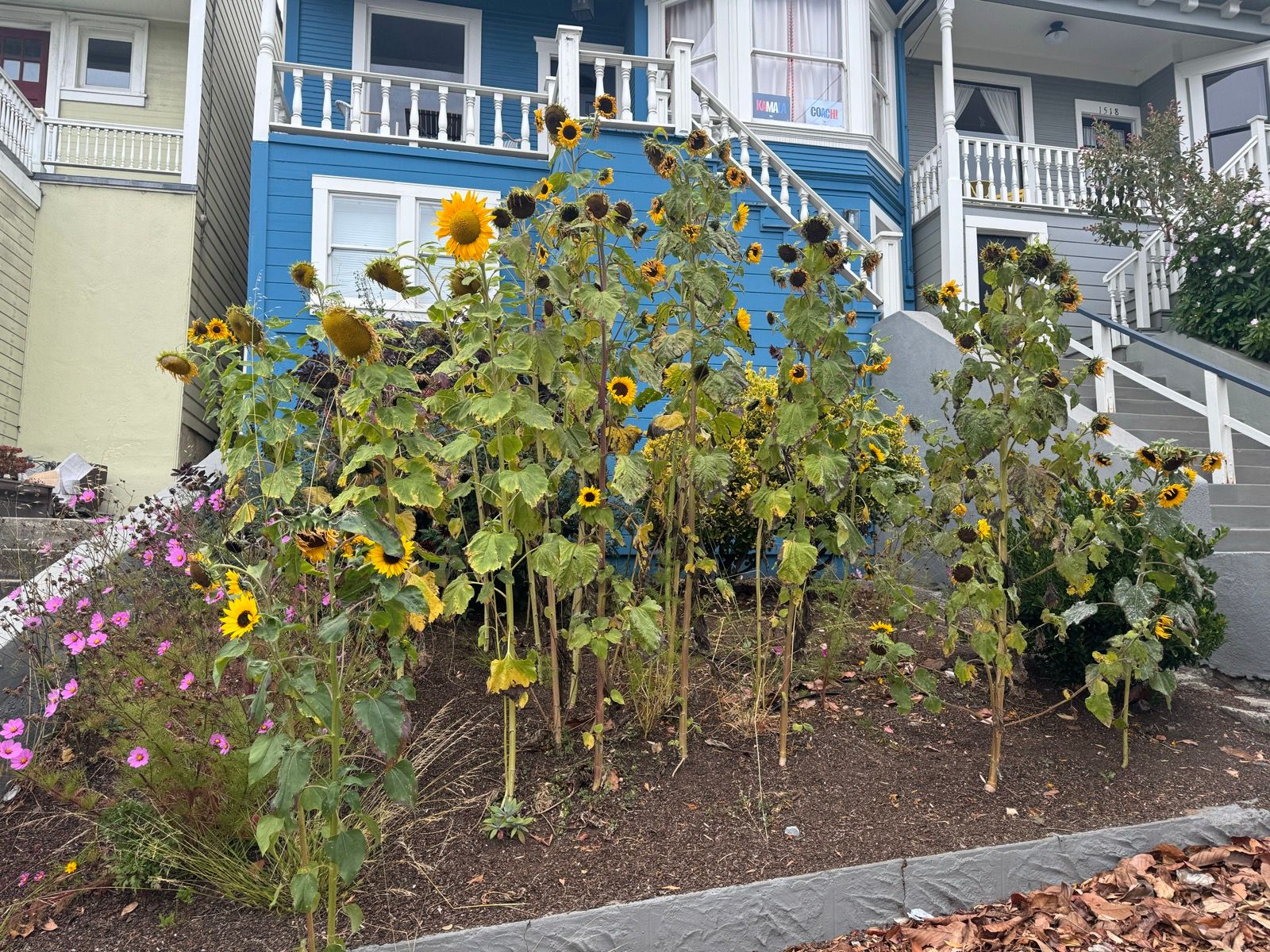 🌻🌻🌻🌻🌻🌻