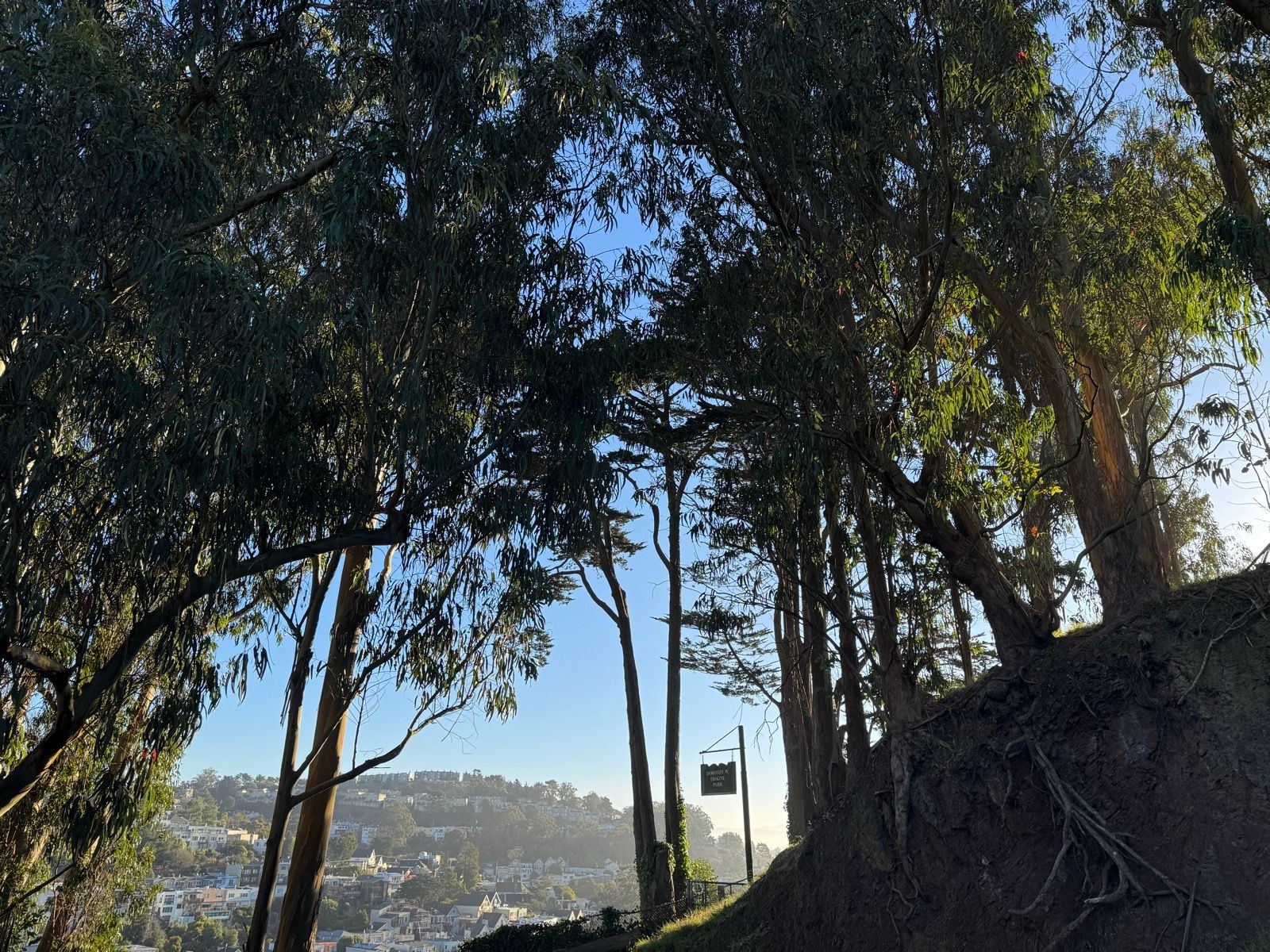 Morning Walk