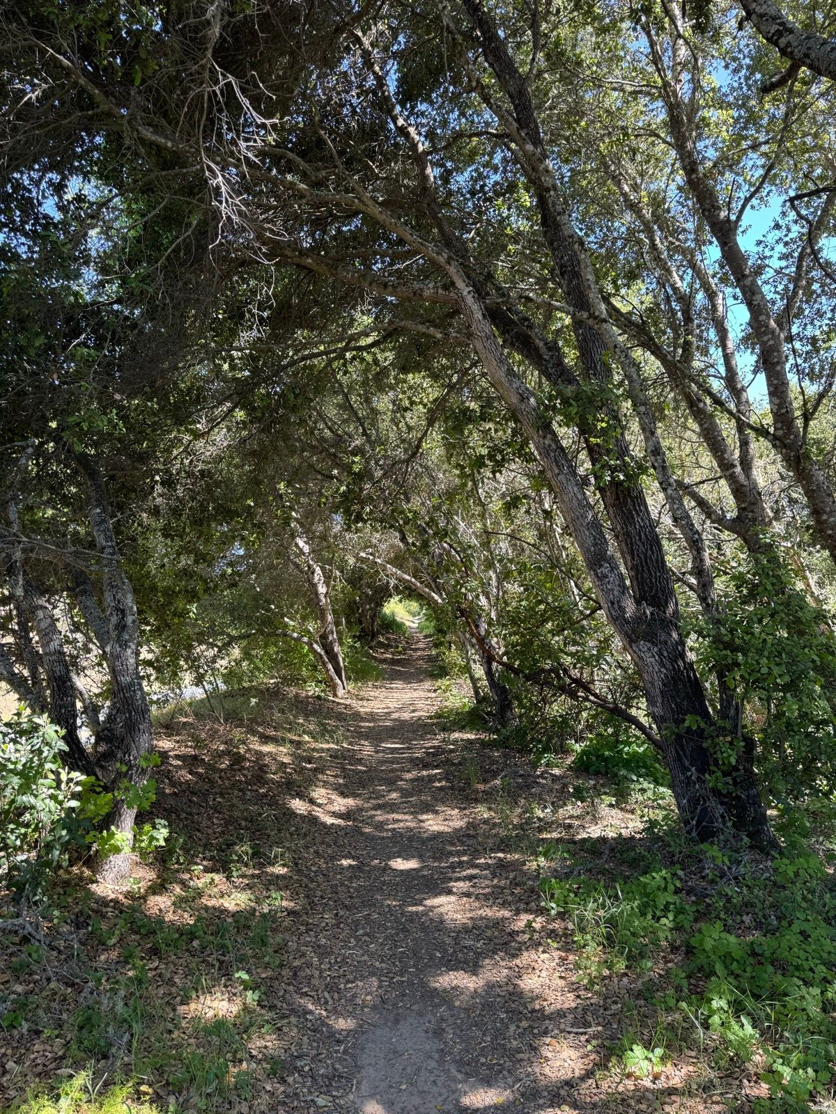 Afternoon Walk