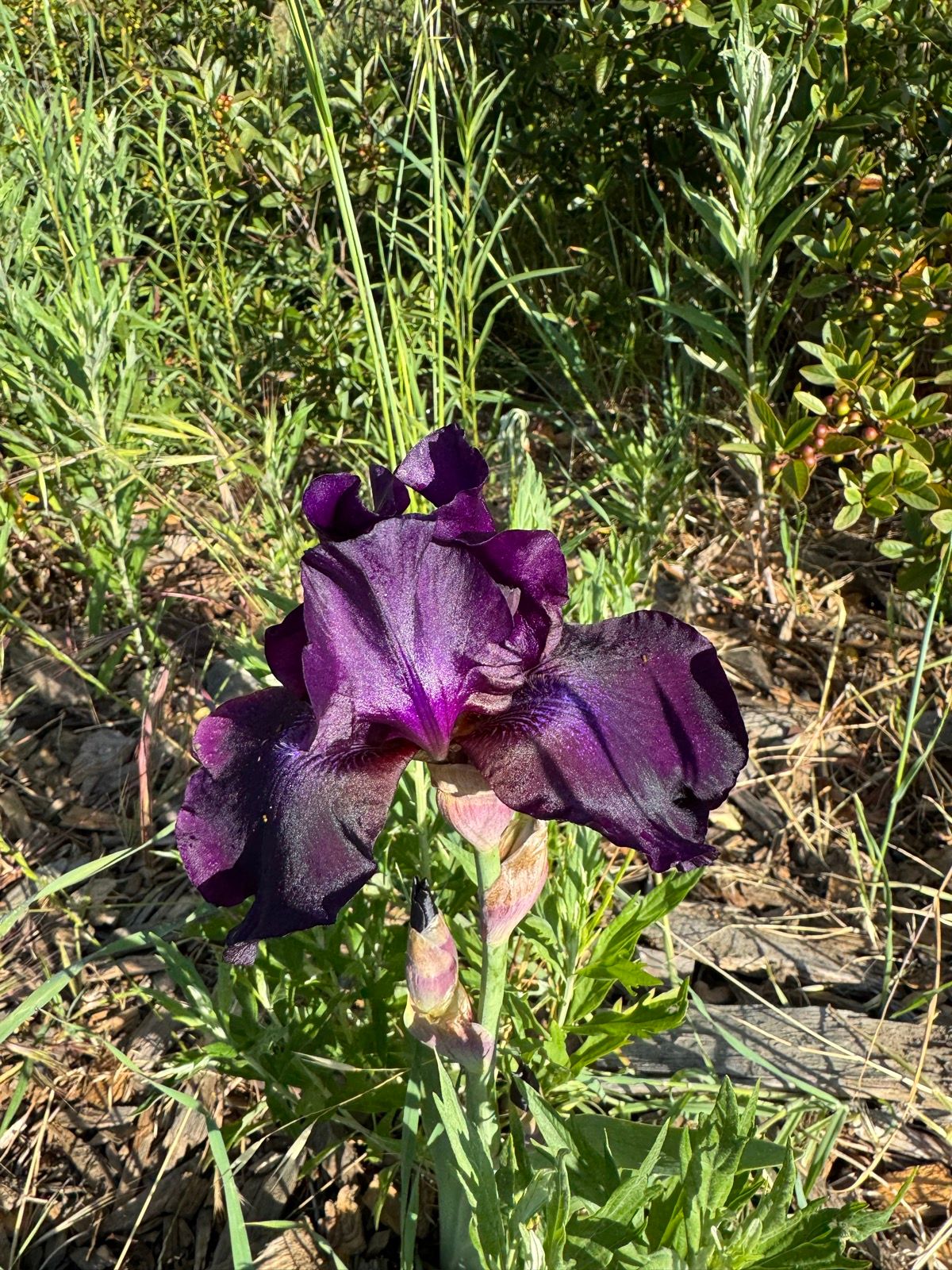 Morning Walk