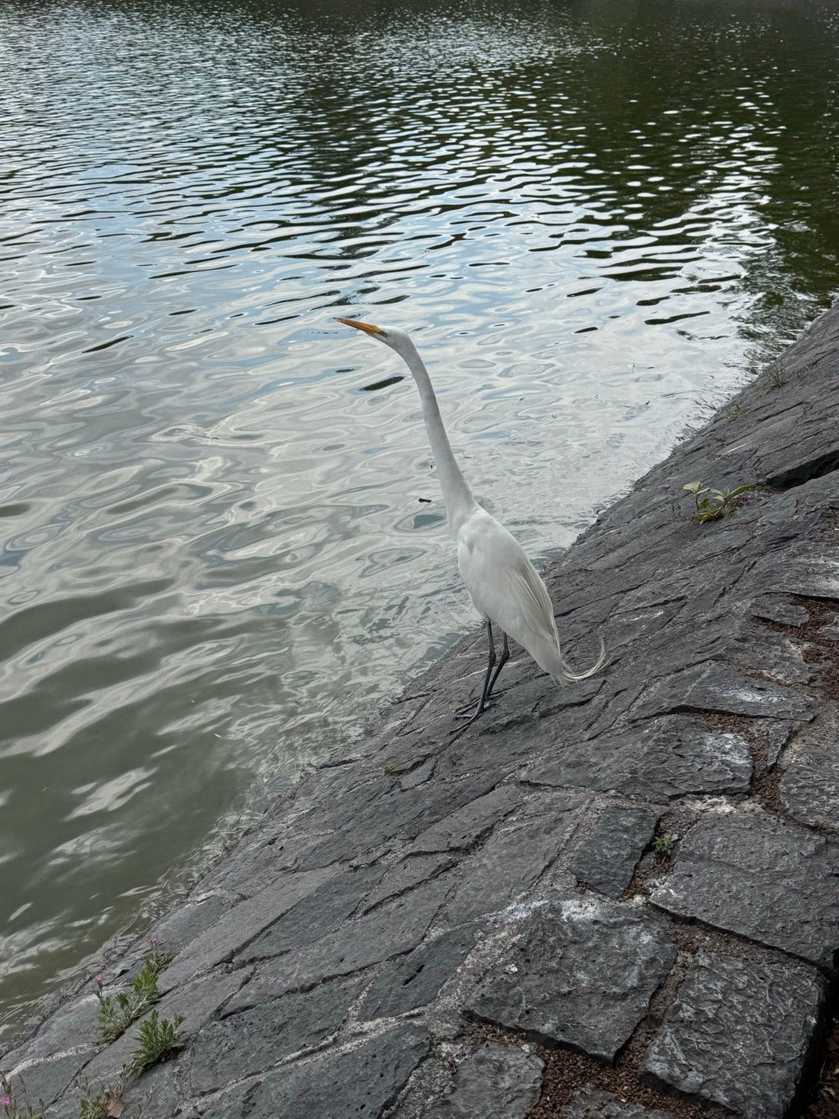 Morning Walk