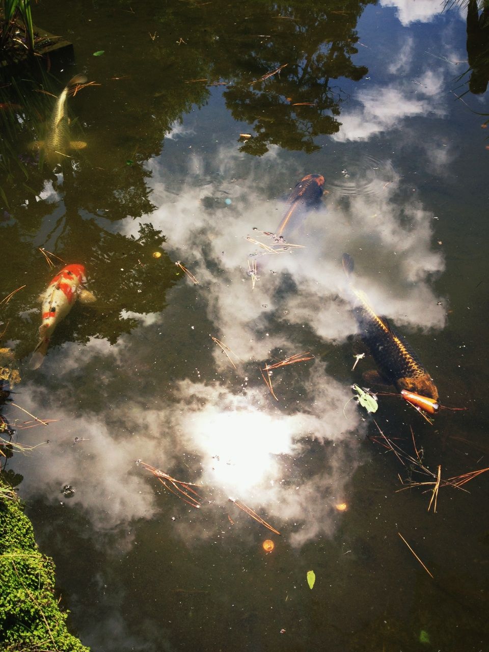 mirrored image from https://66.media.tumblr.com/tumblr_m64un61Ad31qzoybuo1_1280.jpg without alt text, sorry