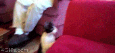 mirrored image from https://66.media.tumblr.com/58459e9983b10675cd4d3e8a4c010143/tumblr_mm92czWlAF1qdlh1io1_400.gif without alt text, sorry