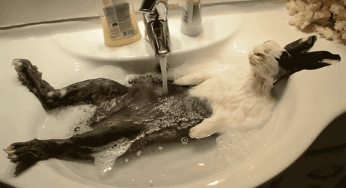 mirrored image from https://66.media.tumblr.com/d87288ad3e0f18b5693a6bf31906cfe4/tumblr_mo0mjdNIq01qbyxr0o1_500.gif without alt text, sorry