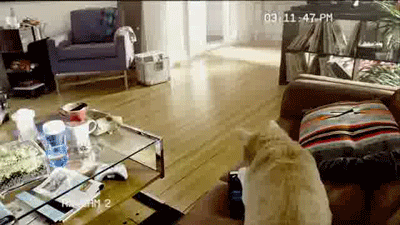 mirrored image from https://66.media.tumblr.com/cfb9f30bfcfda6ba545ab24223bb0045/tumblr_myv2y1OJsr1sezoa7o1_400.gif without alt text, sorry