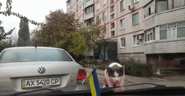 mirrored image from https://66.media.tumblr.com/00a829bc7b3a46151959b43dd3234191/tumblr_mv2vt23QBl1qzft56o1_400.gif without alt text, sorry