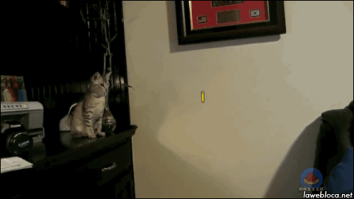 mirrored image from https://66.media.tumblr.com/b2ff920615c4fade094df68ed8c4e880/tumblr_nbqnz7vPG41s02vreo1_500.gif without alt text, sorry