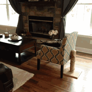 mirrored image from https://66.media.tumblr.com/db0b89a103bd85fa4be12fec0f53a01b/tumblr_nn8m4mpUpa1tm0lv8o1_400.gif without alt text, sorry