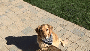 mirrored image from https://66.media.tumblr.com/13ba528d77ef92865b5959508911dfdd/tumblr_nloqmtPGUP1s02vreo1_400.gif without alt text, sorry