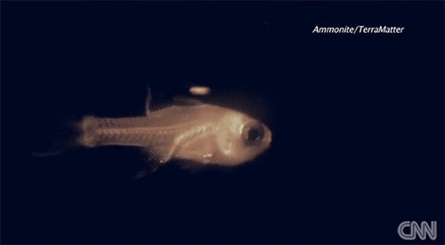 mirrored image from https://66.media.tumblr.com/a31411f8a4fd88092fcb10a7ab326efa/tumblr_ntlvcmfaI21qz6f9yo2_r1_500.gif without alt text, sorry