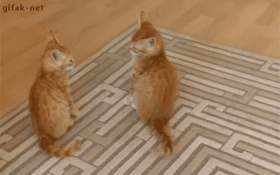 mirrored image from https://66.media.tumblr.com/2f678453475c2a249e66dbb853d85f26/tumblr_nu3eymPxH31s2yegdo1_400.gif without alt text, sorry