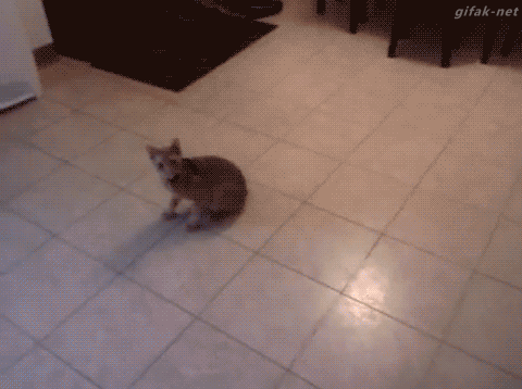 mirrored image from https://66.media.tumblr.com/db3e443d2120f842d53805d6a9bf0030/tumblr_nwmuovucgl1s2yegdo1_500.gif without alt text, sorry