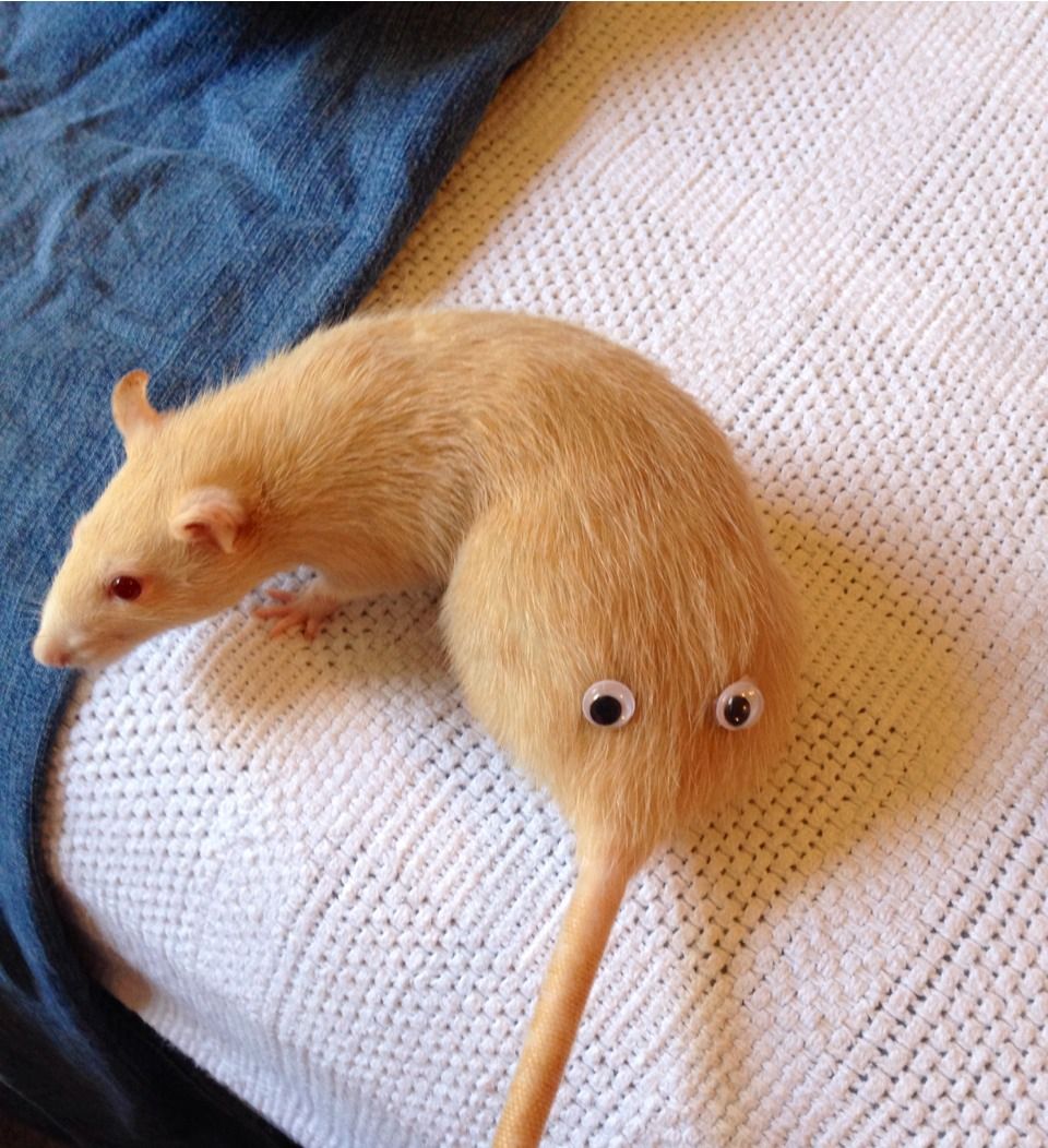 mirrored image from https://66.media.tumblr.com/7c9811f3fb373231fae1ecbae26589b6/tumblr_n13sx5IgEI1rsighmo1_500.jpg without alt text, sorry
