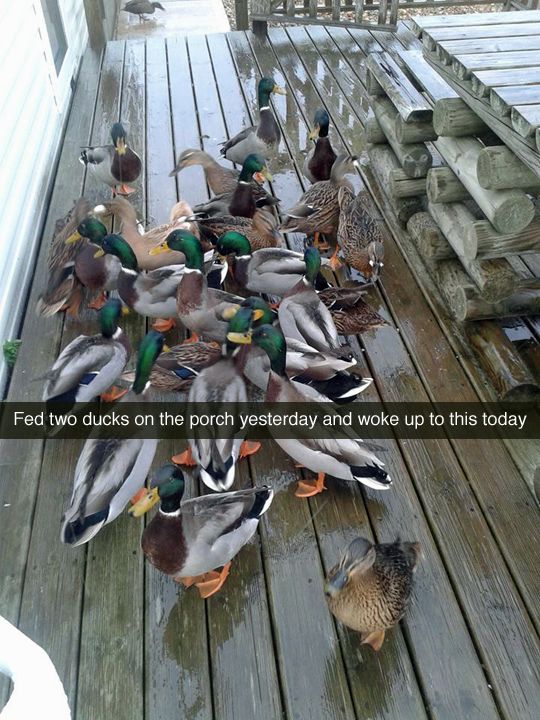 mirrored image from https://66.media.tumblr.com/209e415463c4b1acddd6821b42103264/tumblr_nf245e9oZk1qewacoo1_540.jpg without alt text, sorry