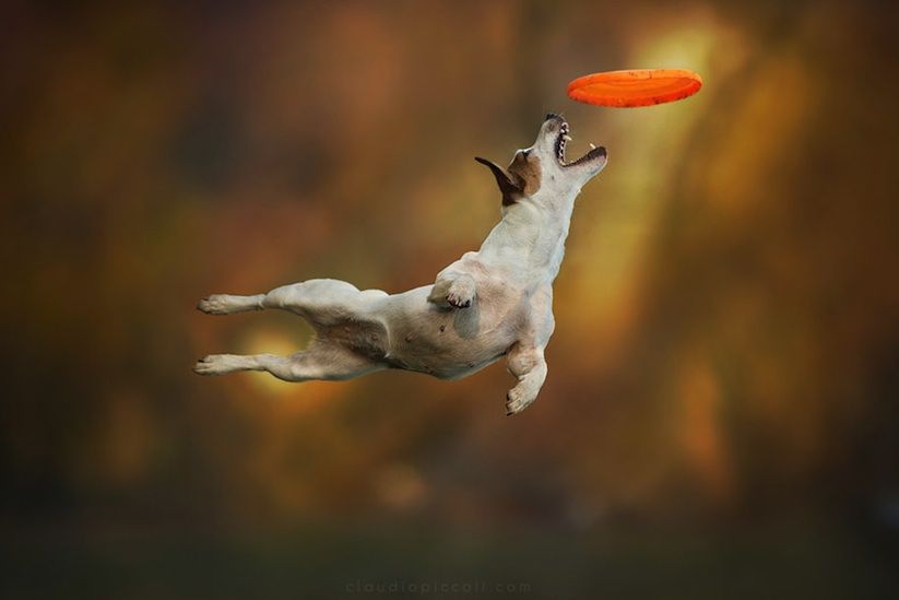 mirrored image from https://66.media.tumblr.com/4fc642baa9318de986ccb967a7c277f8/tumblr_nz7h2fz7vt1s5qhggo1_500.jpg without alt text, sorry