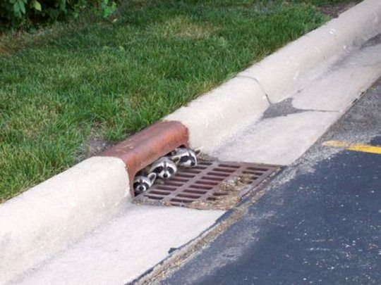 mirrored image from https://66.media.tumblr.com/e7185b8fd1a5075eaac5bdccfebe2a2a/tumblr_o3ea0ov8ZG1sap1n1o1_500.jpg without alt text, sorry