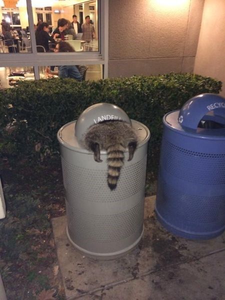 mirrored image from https://66.media.tumblr.com/1bc6a98e48ec872d6d6b73fb27608a7b/tumblr_n1srrgMcvk1qzjw8go1_500.jpg without alt text, sorry