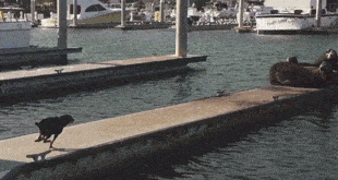 mirrored image from https://66.media.tumblr.com/83b8afb94dadb5762ad3b67ebb10a693/tumblr_o7uxw8CLBT1t95h1uo1_400.gif without alt text, sorry
