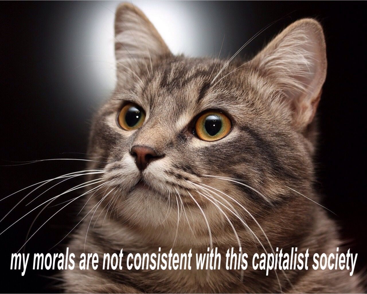 mirrored image from https://66.media.tumblr.com/28d999bee92a141844db19a329460321/tumblr_npcmq5TrHQ1snquqlo1_1280.jpg without alt text, sorry