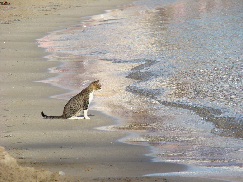 mirrored image from https://66.media.tumblr.com/77cadc478715b9e56c62a7a9b9bcac19/tumblr_oh7u95y3Xw1u7e5iso1_1280.jpg without alt text, sorry