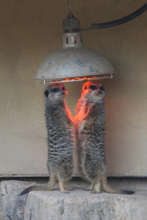 mirrored image from https://66.media.tumblr.com/45a3591a338079822b294de690bf37d4/tumblr_mzuykvPOiE1rhj065o1_500.jpg without alt text, sorry